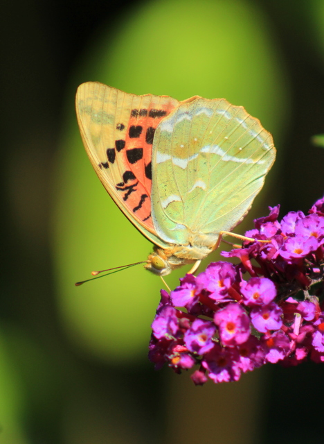 Argynnis pandora - zöldes gyöngyházlepke