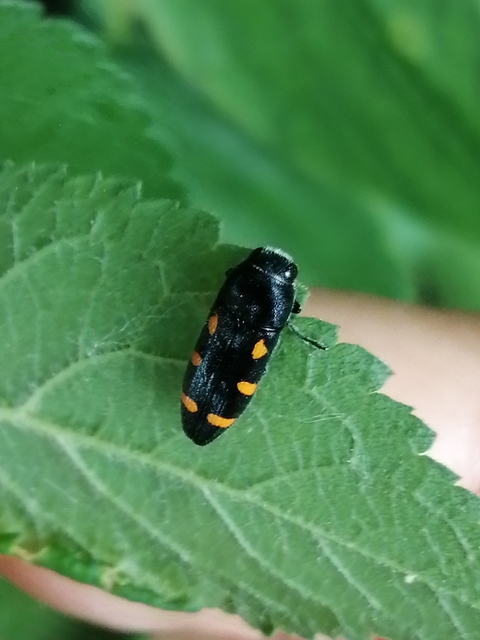 Ptosima undecimmaculata - sárgafoltos díszbogár