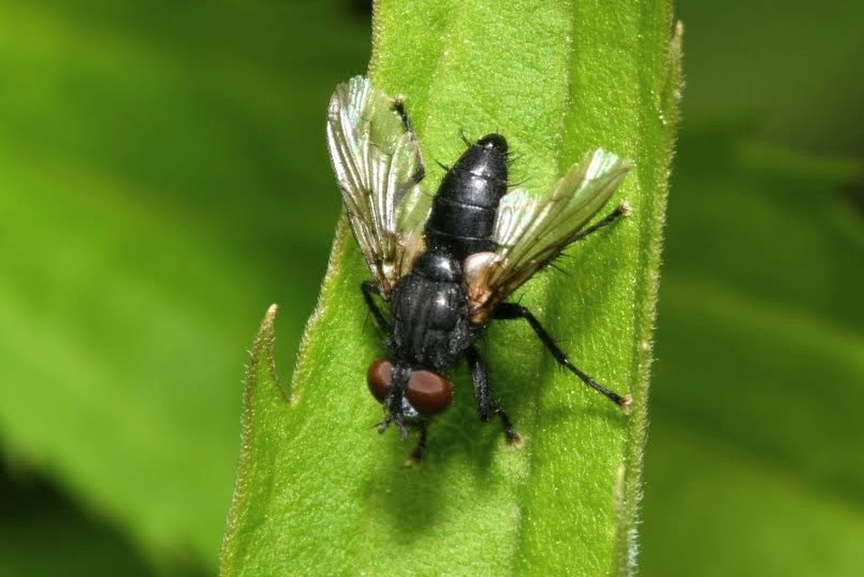 Sarcophagidae - húslégyfélék
