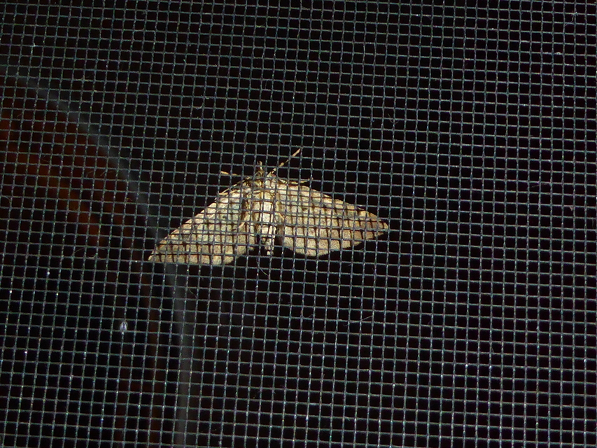 Pelurga comitata - nagy tarkaaraszoló