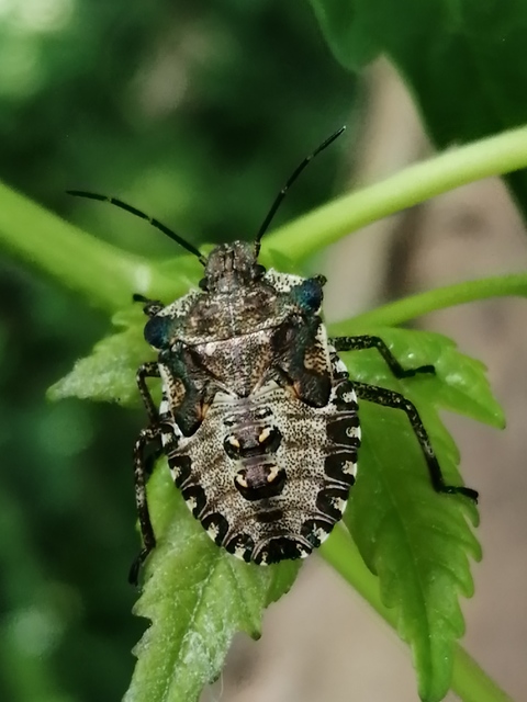 Pentatoma rufipes - vöröslábú címerespoloska Pentatoma rufipes - vöröslábú címerespoloska