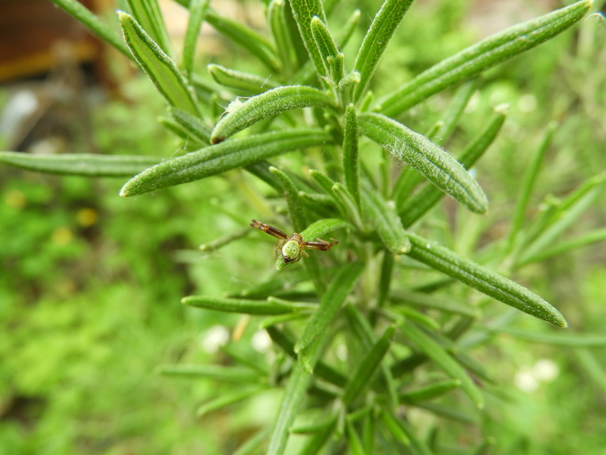 Ebrechtella tricuspidata - alakoskodó karolópók