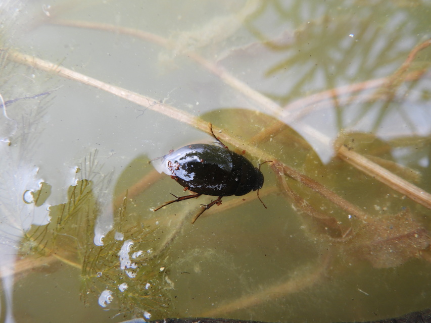 Hydrochara flavipes - sárgalábú csibor