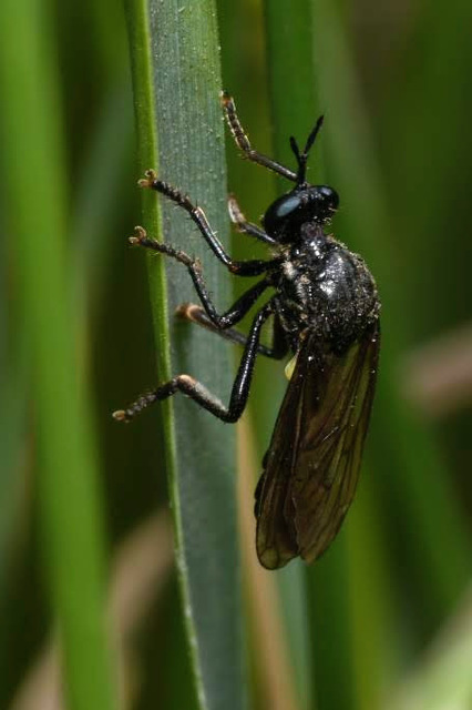 Dioctria atricapilla
