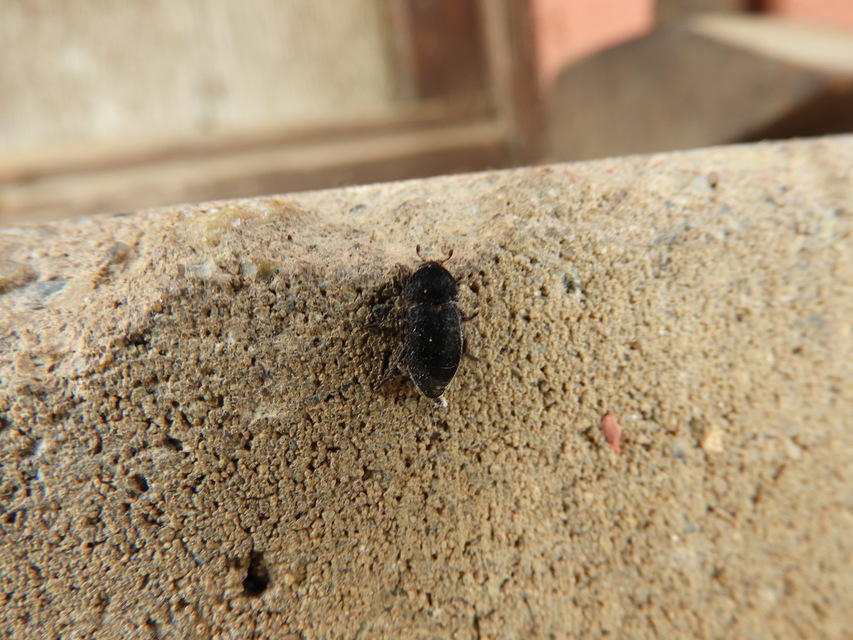 Dermestes laniarius - gyászos porva