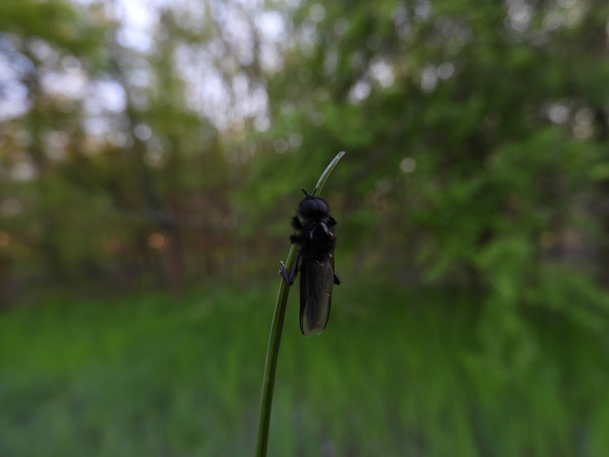 Bibionidae - bársonylegyek