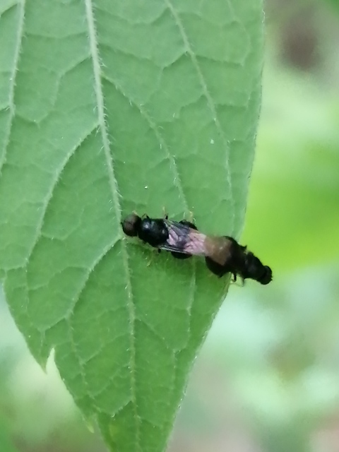 Pachygaster atra - fekete tüskéslégy
