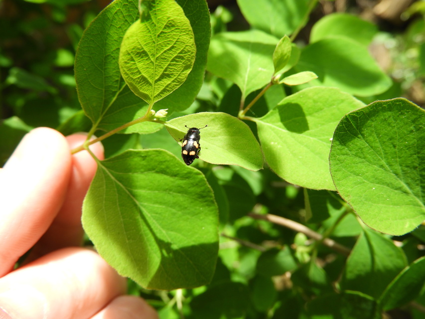 Glischrochilus quadrisignatus - amerikai fénybogár Glischrochilus quadrisignatus - amerikai fénybogár