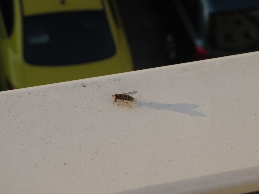 Syrphus