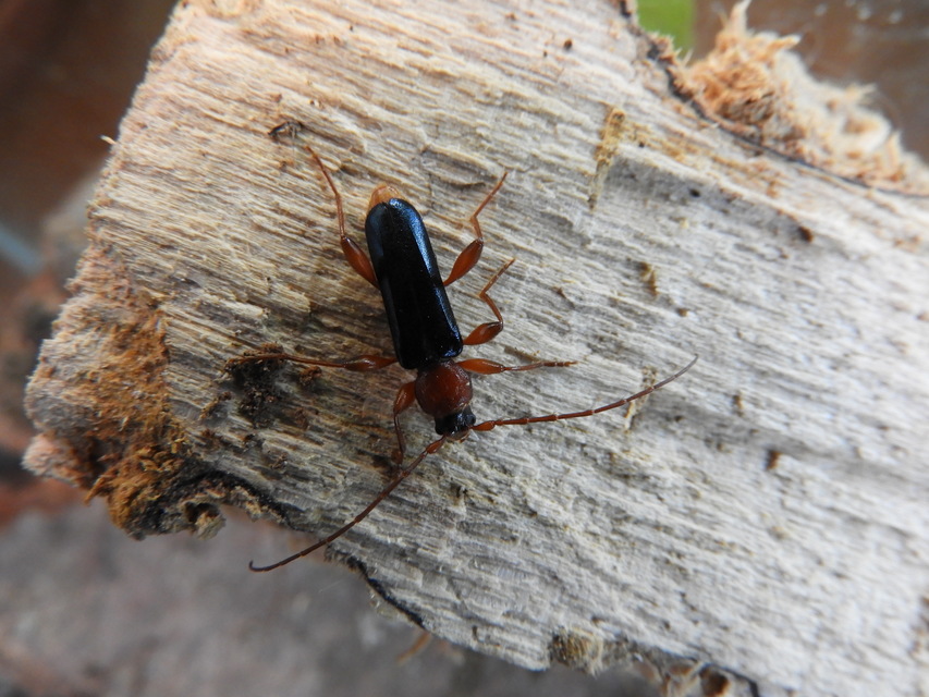 Phymatodes testaceus - változékony korongcincér