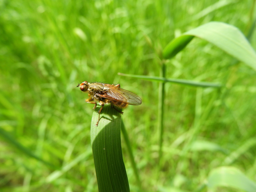 Scathophaga