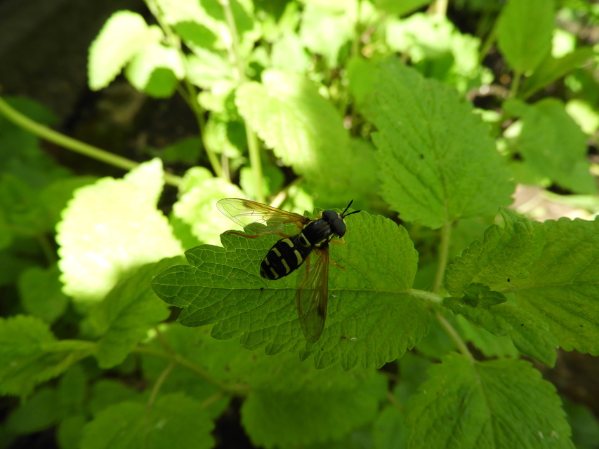 Chrysotoxum