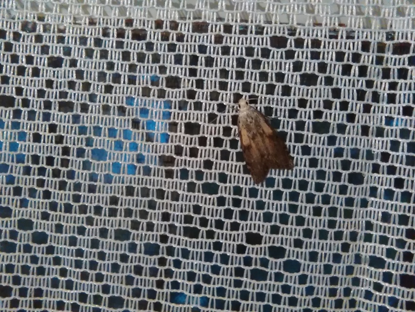 Aphomia sociella - méhviaszmoly