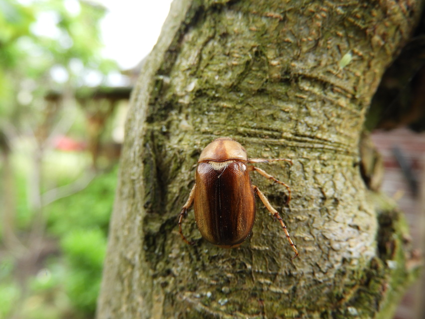 Rhizotrogus aestivus - tavaszvégi cserebogár