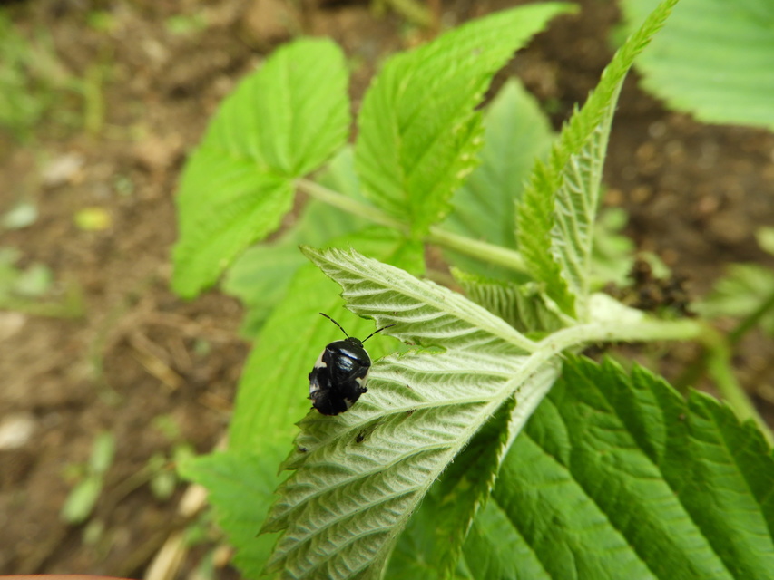 Tritomegas sexmaculatus - hatfoltos földipoloska