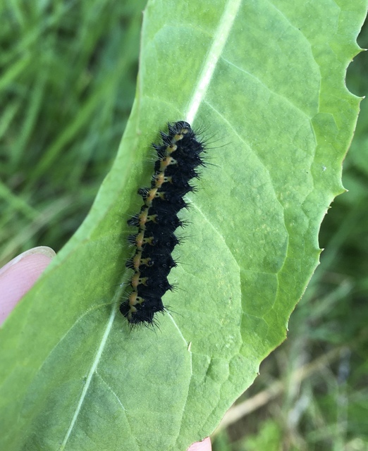 Saturnia pavoniella/pavonia