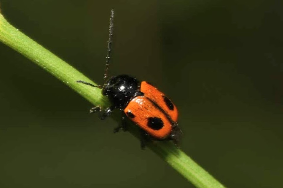 Cryptocephalus bipunctatus - kétpettyes zömökbogár