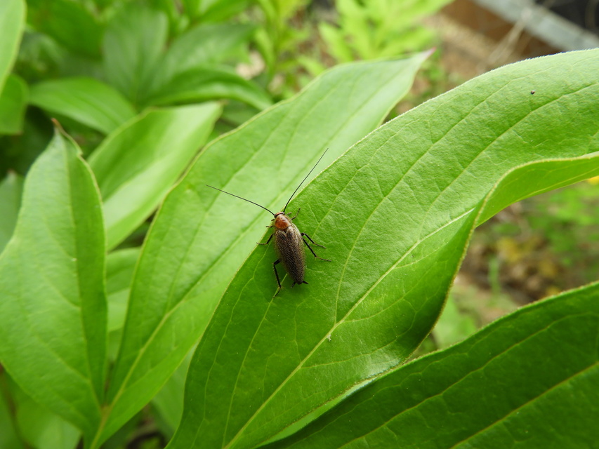Ectobius erythronotus - sárgatorú erdeicsótány