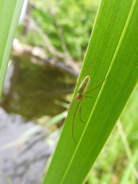 Tetragnatha