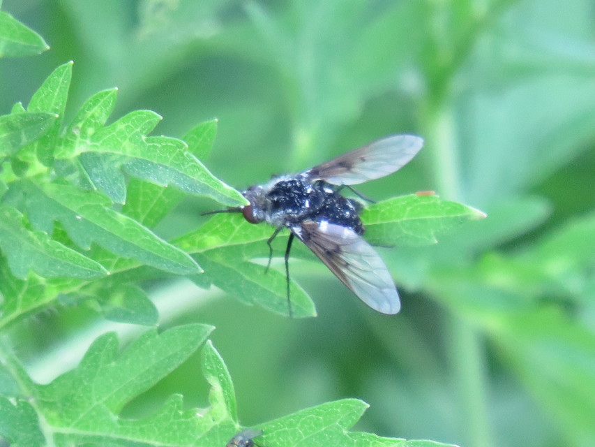 Bombylella atra - ezüstpettyes pöszörlégy