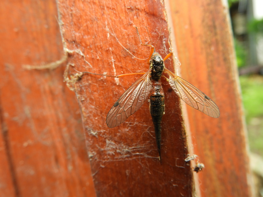 Tanyptera nigricornis