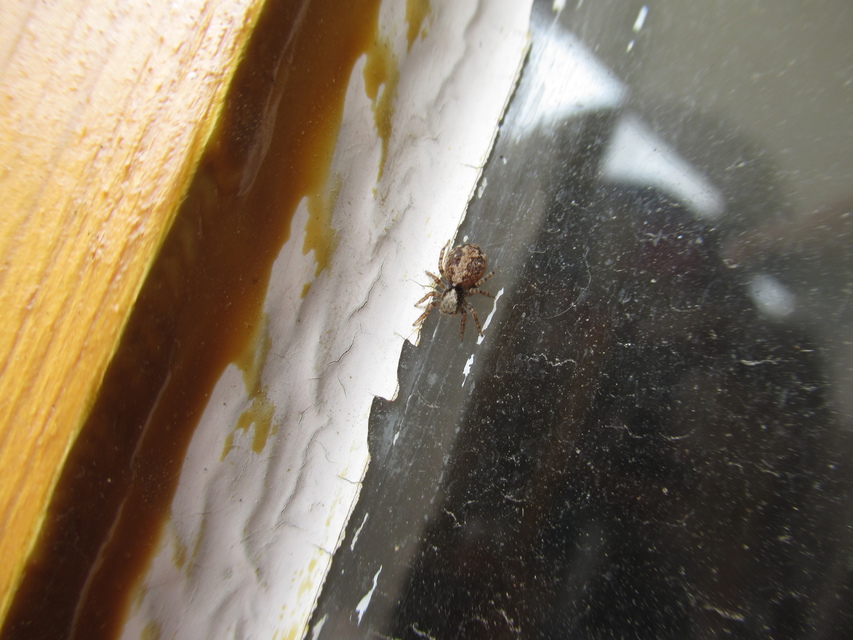 Pseudeuophrys lanigera - szobai ugrópók