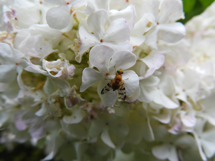 Tephritidae - fúrólégyfélék