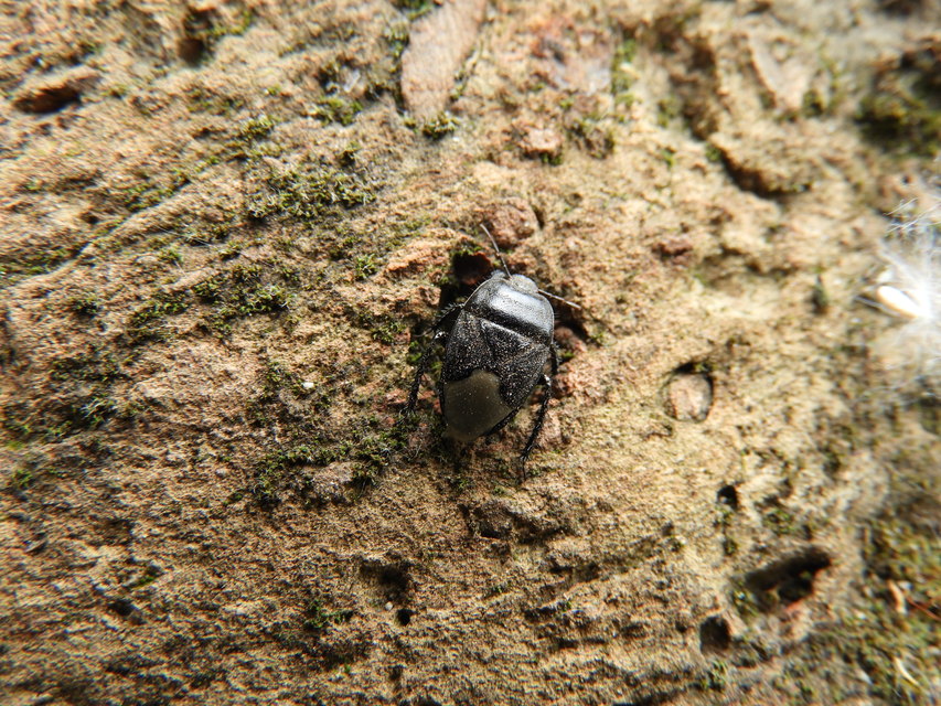 Cydnus aterrimus - nagy földipoloska