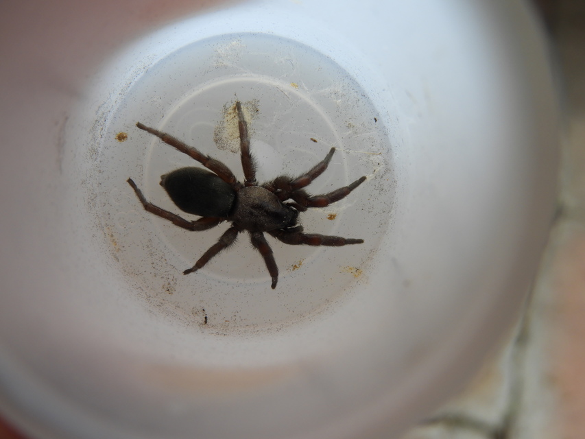 Scotophaeus scutulatus - közönséges egérpók