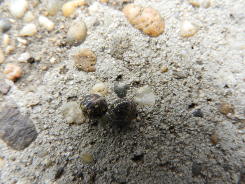 Armadillidium vulgare - szürke gömbászka
