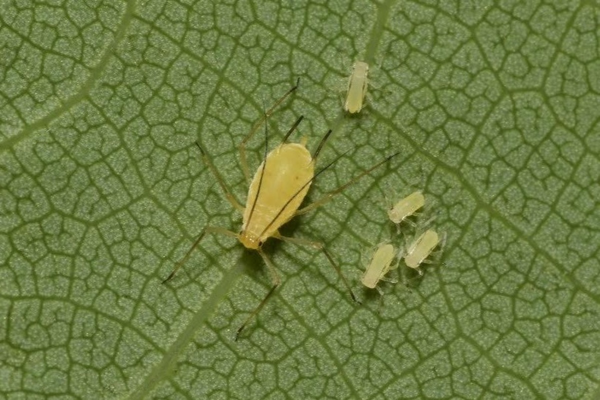 Illinoia liriodendri