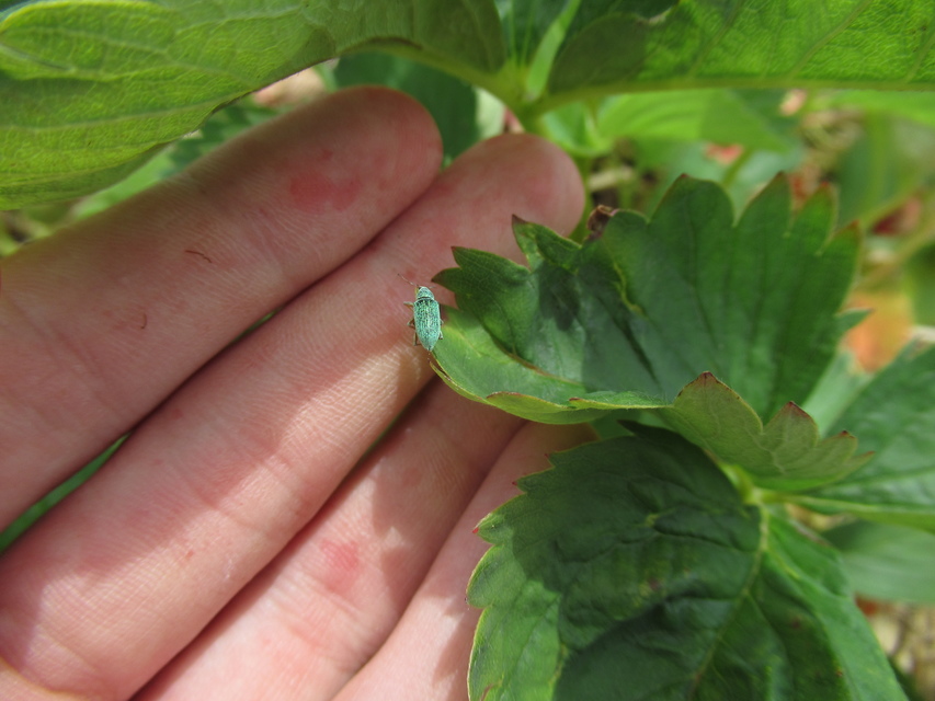 Polydrusus formosus - selymes lombormányos
