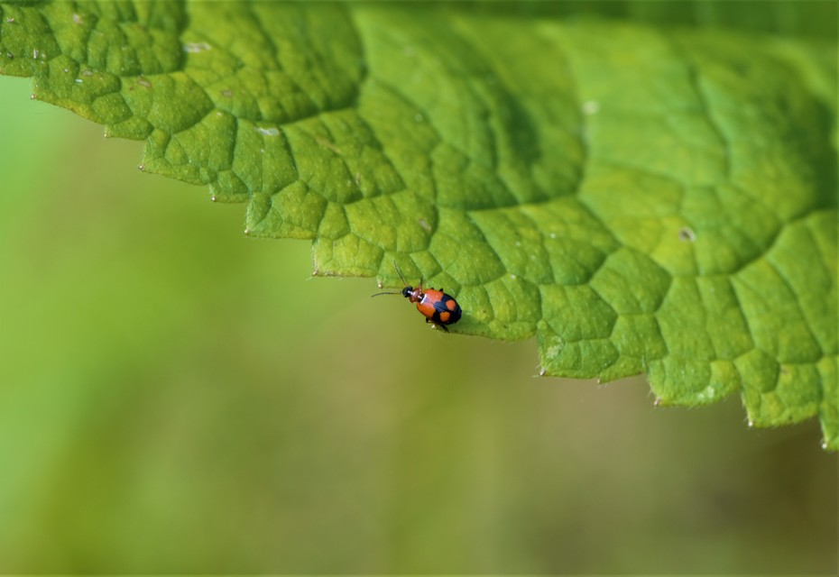 Lebia cruxminor - keresztes cserjefutó