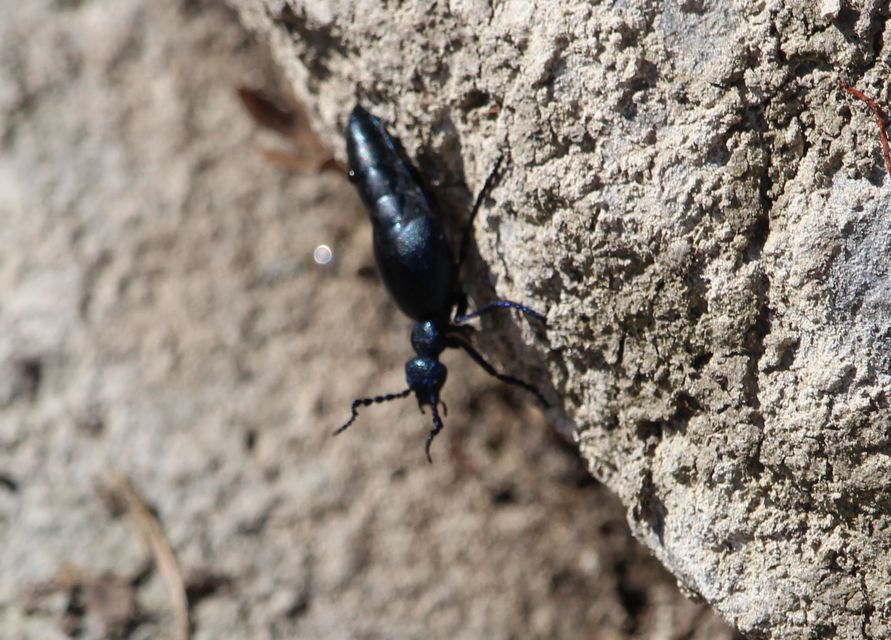 Meloe violaceus - kék nünüke