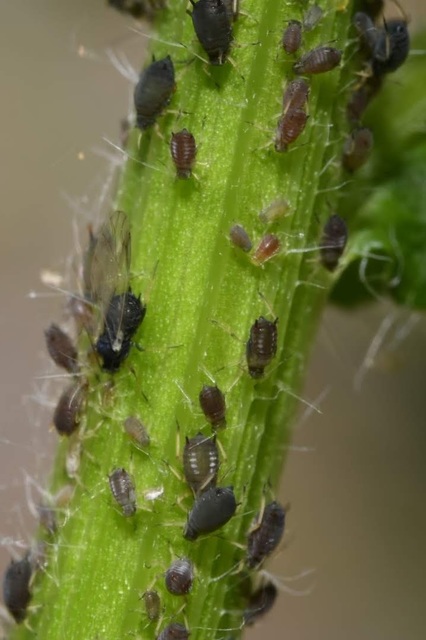 Aphis fabae