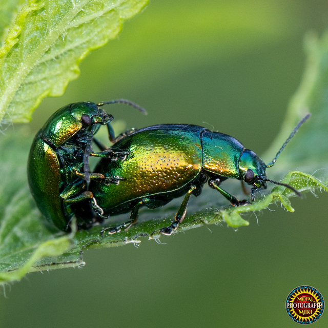 Chrysolina herbacea - zöld mentalevelész