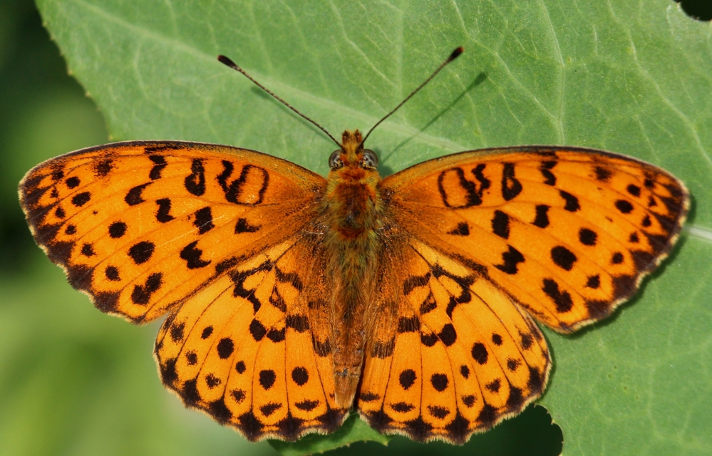 Brenthis daphne - málna-gyöngyházlepke