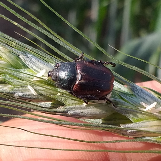 Anisoplia lata - széles szipoly Anisoplia lata - széles szipoly