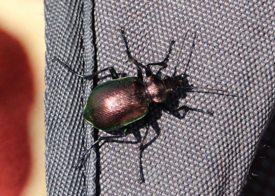 Calosoma inquisitor - kis bábrabló