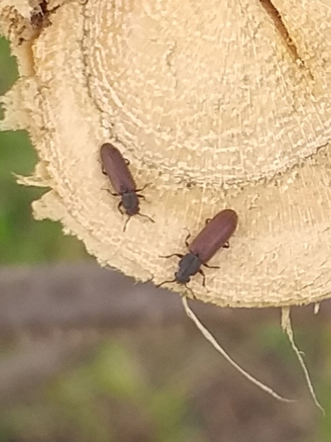 Lyctus pubescens - nagy falisztbogár