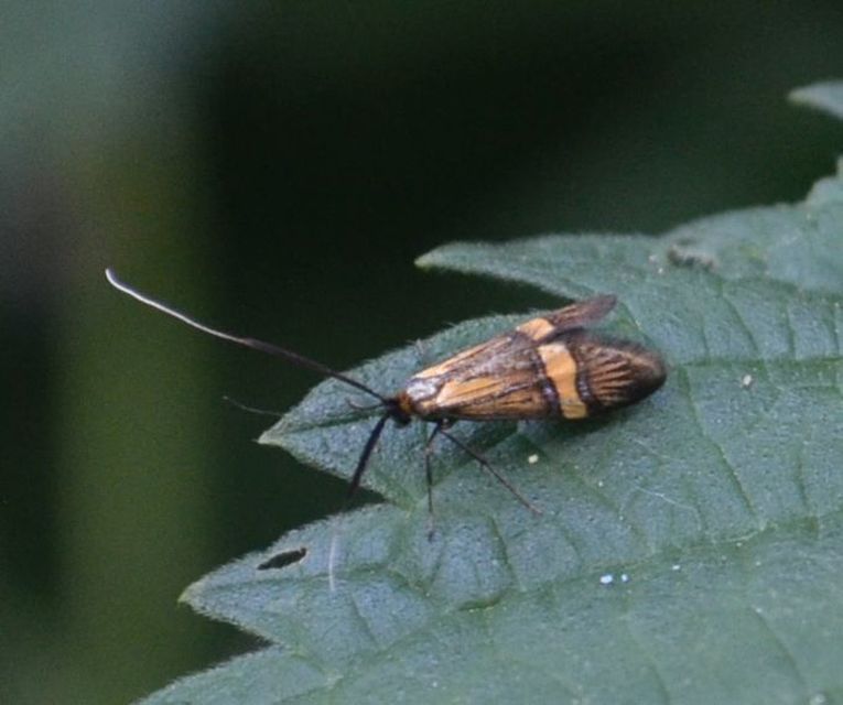 Nemophora degeerella - pompás tőrösmoly