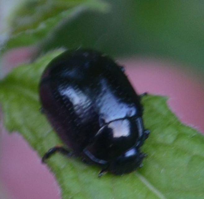 Chrysolina oricalcia - bronzos levélbogár