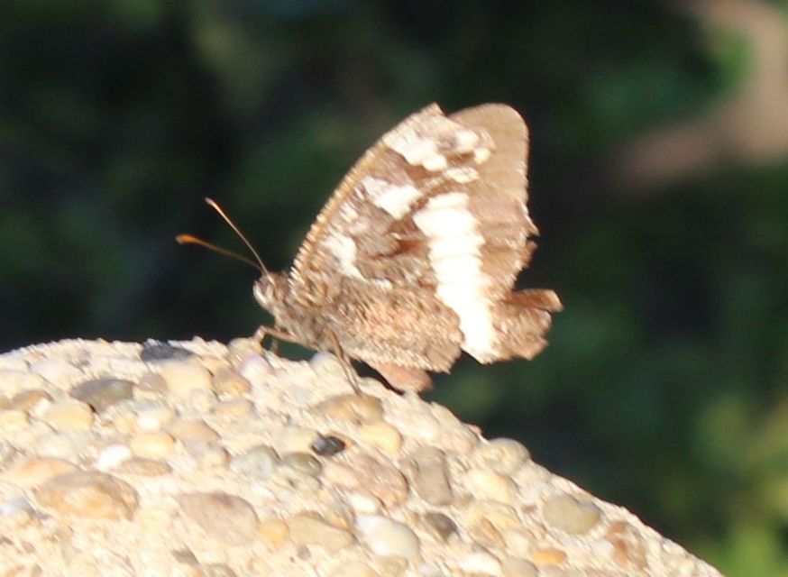 Brintesia circe - fehéröves szemeslepke