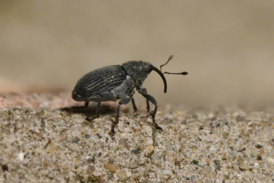 Ceutorhynchus obstrictus - repcebecő-ceutormányos