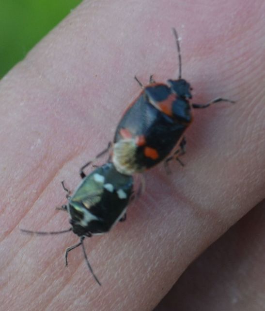 Eurydema oleracea - paréjpoloska Eurydema oleracea - paréjpoloska
