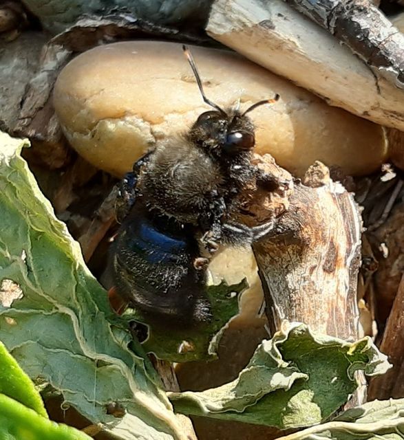 Xylocopa violacea - kék fadongó