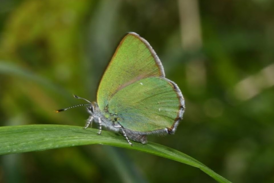 Callophrys rubi - zöldfonákú lepke