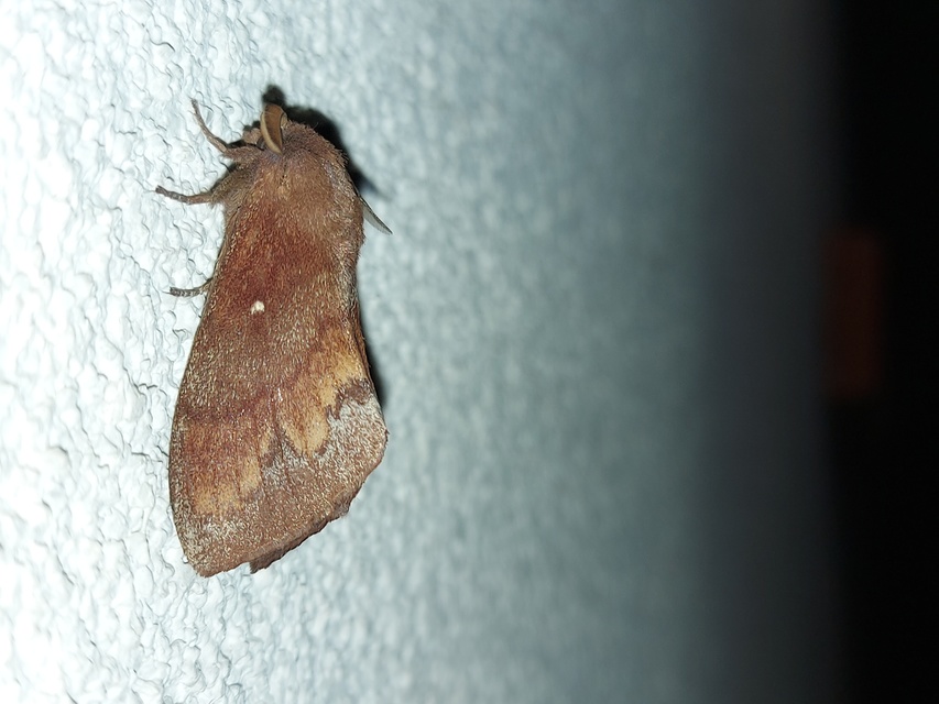 Dendrolimus pini - fenyőpohók