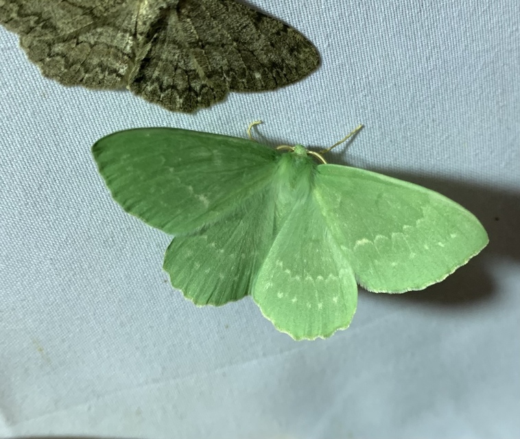 Geometra papilionaria - nagy zöldaraszoló