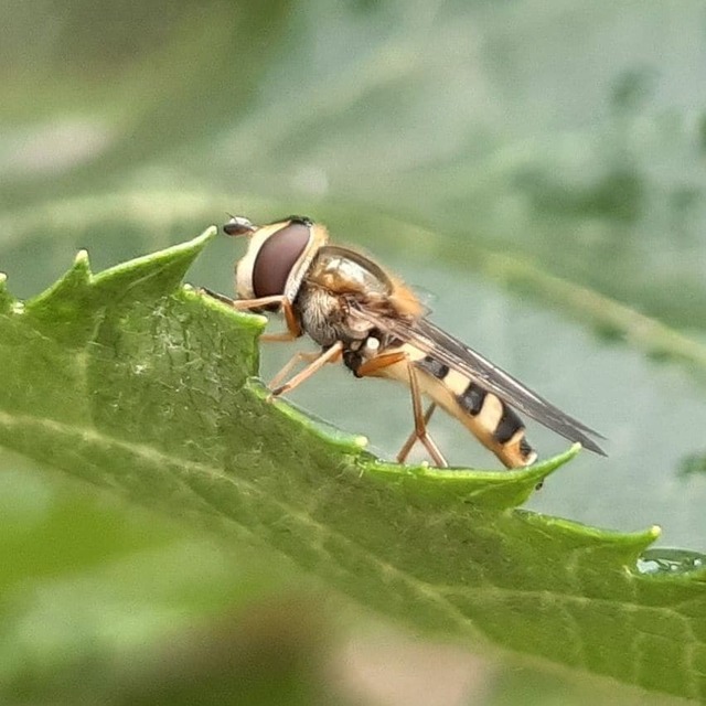 Syrphus